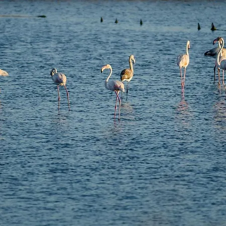 Foz Village By Rent4all Buarcos